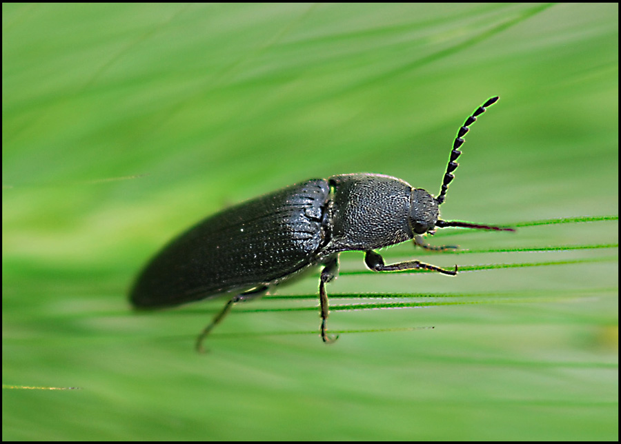 Elateridae da ident (Hemicrepidus hirtus?)